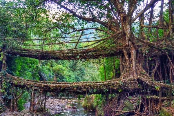 Double Decker Root Bridge